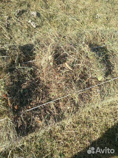 Сено Горный