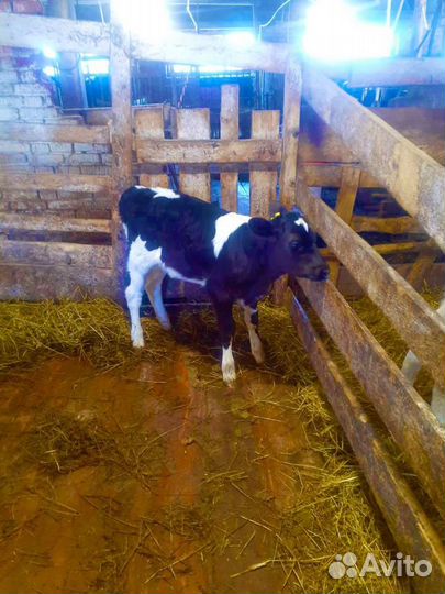 Телята(бычки,тёлки)