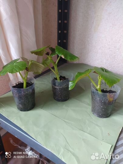 Бегония элатиор