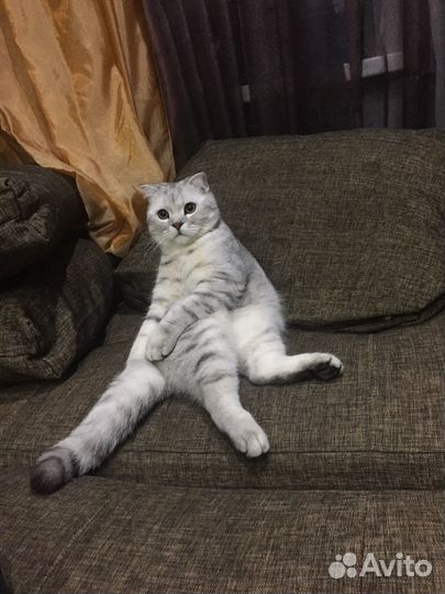 Отдам кота в добрые руки