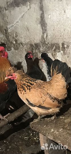 Петушки карликовые, бентамки, корольки