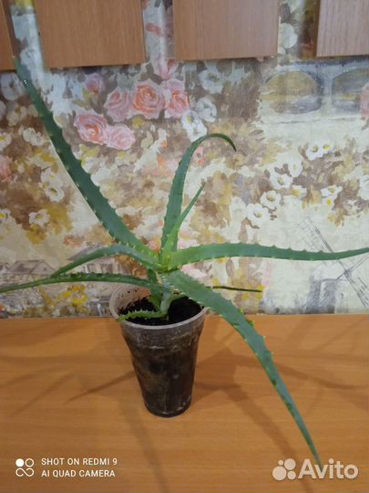 Алоэ столетник лечебный