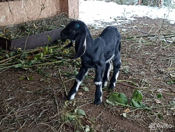 Коза камори - нубийская