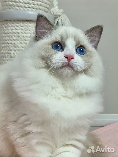 Котята рэгдолл