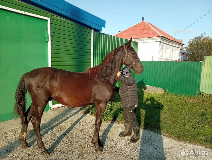 Жеребец орловский