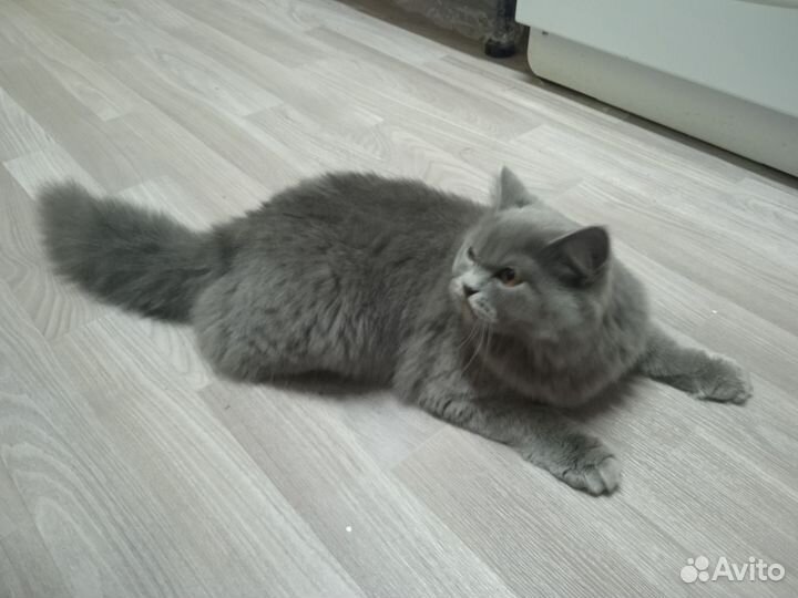 Британская кошка в дар