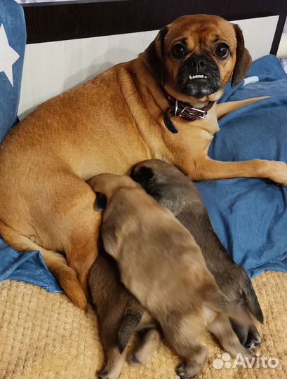 Собака маленькая порода