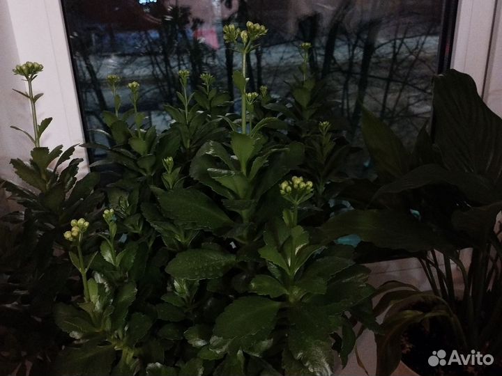 Диффенбахия