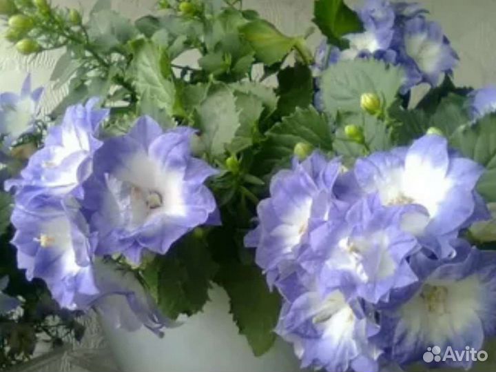 Компанулла колокольчик