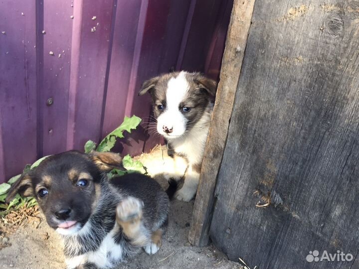 Щенята