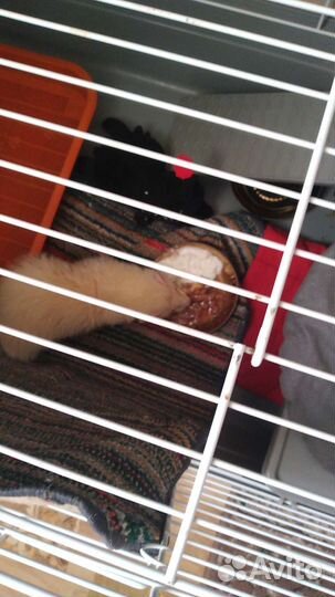 Харек албинос, пригласить самочек на вязку