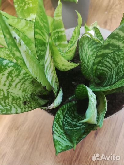 Сансевиерия ханни 