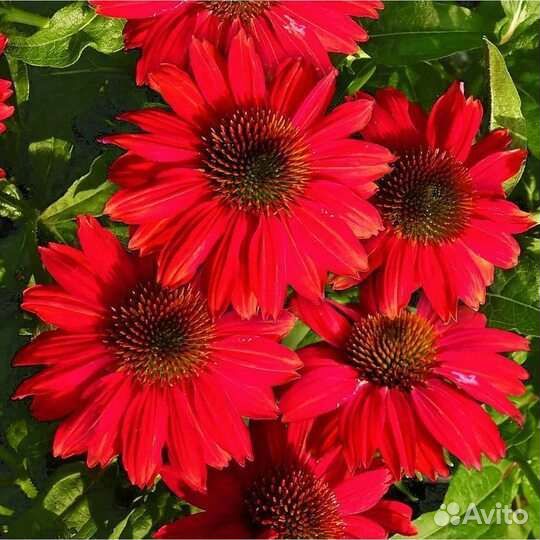 Многолетники садовые