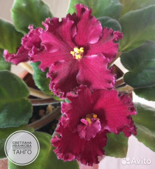 Сортовые фиалки стандарт (листовые черенки)