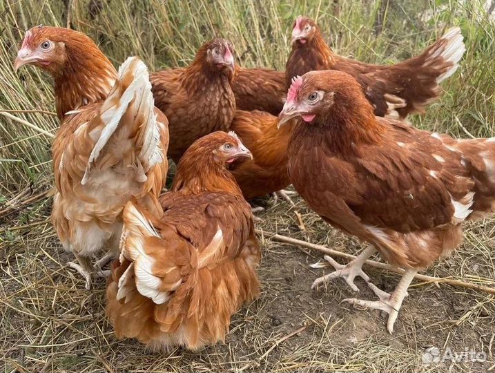 Куры несушки с доставкой