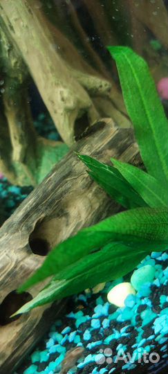 Сомики анцитрусы