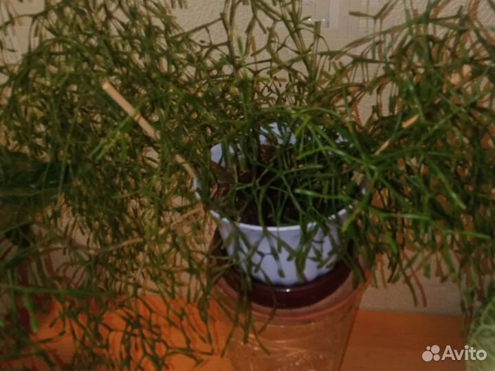 Цветок женское счастье