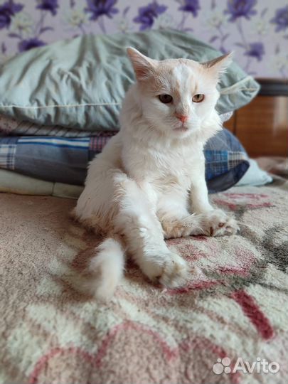 Котик, едва спасенный с улицы, ищет дом