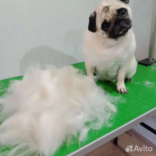 Стрижка собак и кошек