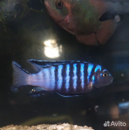 Зебра еллоу меека