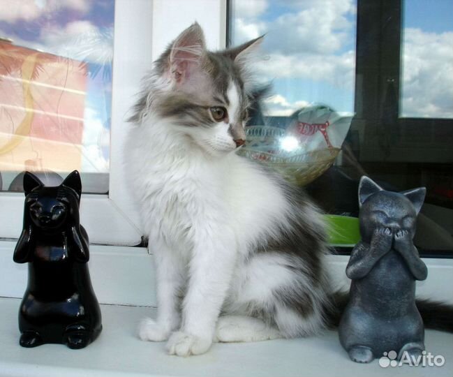 Пушистый светлый котенок девочка в добрые руки