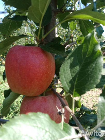 Яблоки галла девил