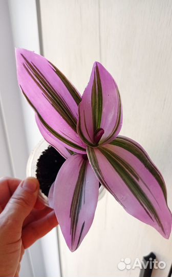 Традесканция