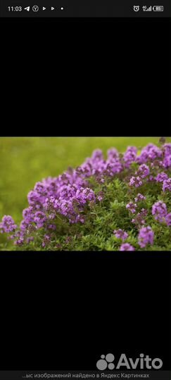 Тимьян (чабрец). Медуница