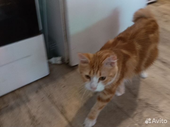 Курильский бобтейл