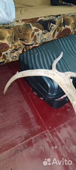 Продам рога оленя