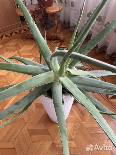 Алоэ лечебный более 7 лет