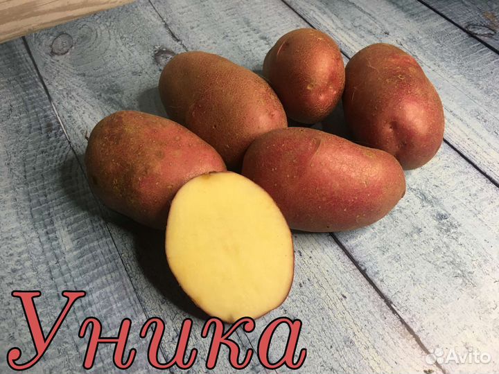 Семенной картофель на посадку. Сорт "КУМАЧ" Садовник 144459237 купить в интернет