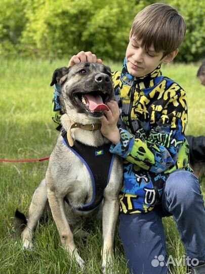 Ласковая собака из приюта никому не нужна
