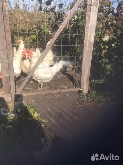 Куры несушки