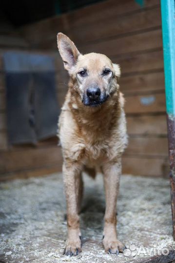 Собака Пьер спасите собаку из приюта