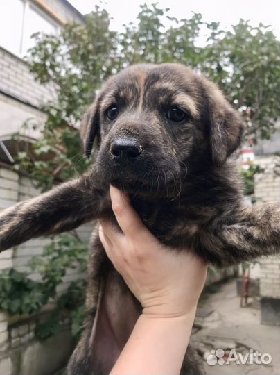 Щенок лабрадора 2 месяца