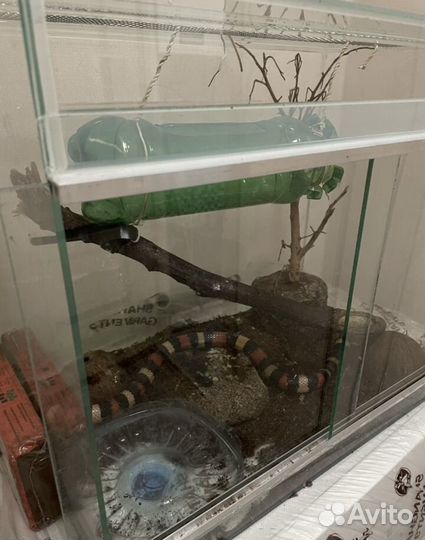 Террариум для рептилий