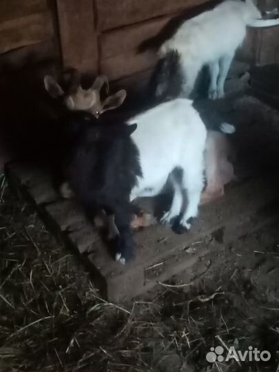 Продажа коз и козлят