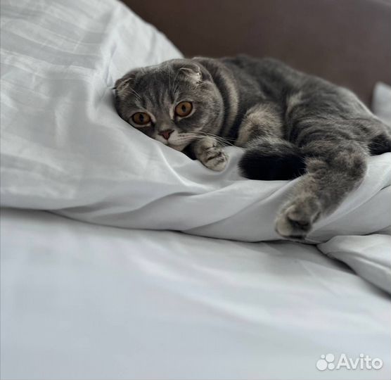 Вязка с шотландским котом