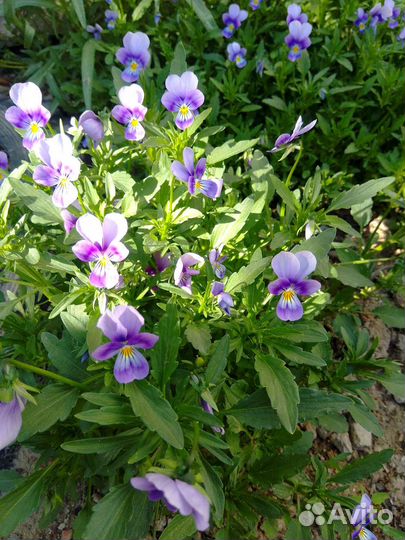 Пустырник,иссоп, шалфей