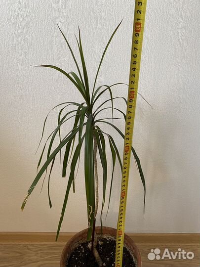 Пальма юкка, драцена