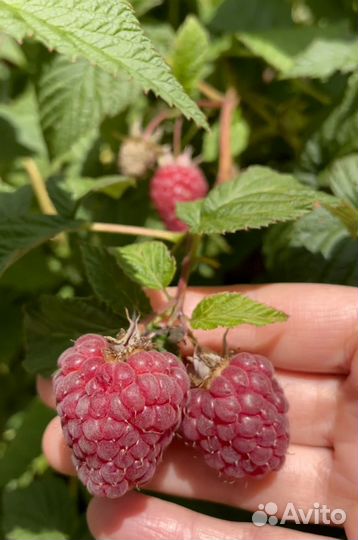 Клубника, малина