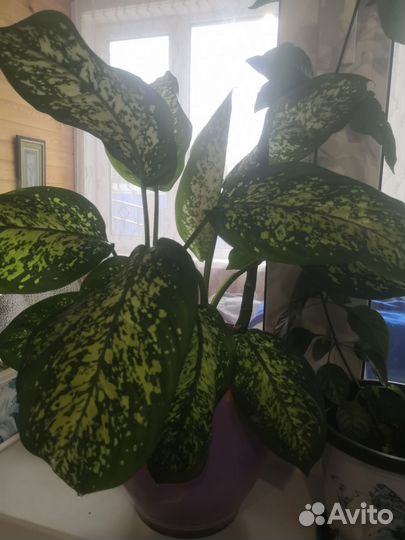 Диффенбахия