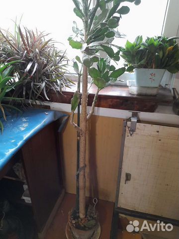 Кактус различные