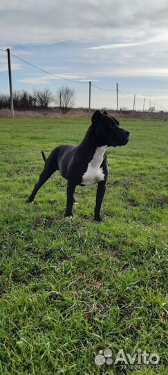 Щенки питбуля