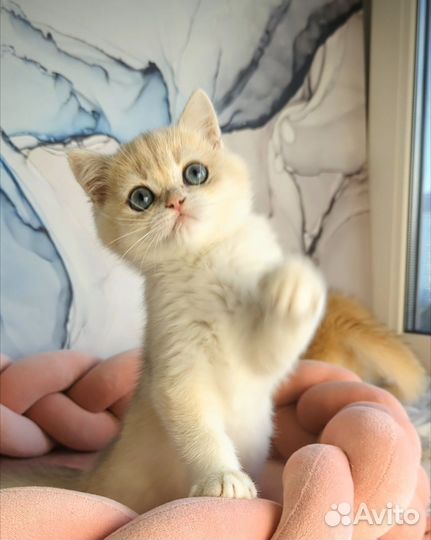 Британские котята золотая шиншилла