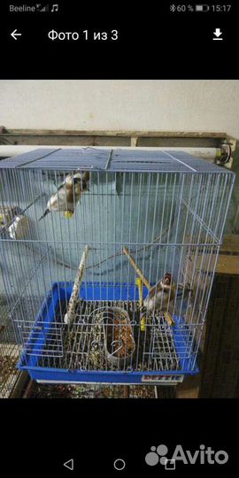 Лесная птица