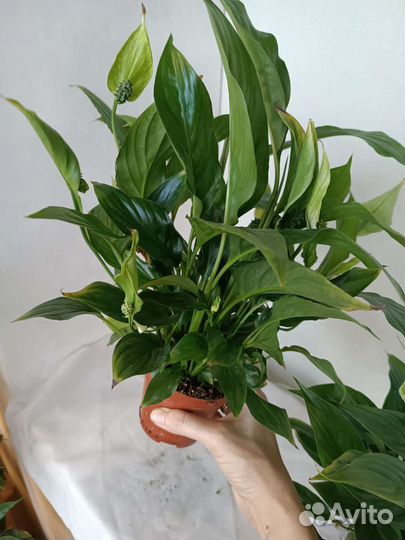 Спатифиллум. Женское счастье