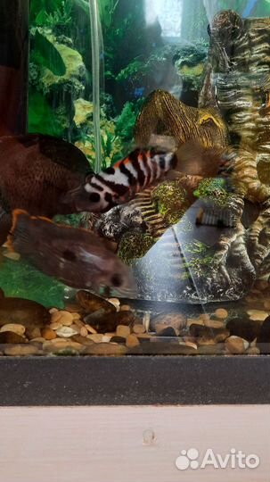 Аквариум и цихлиды