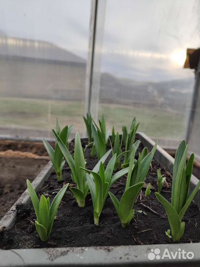 Лилии и гипсофила